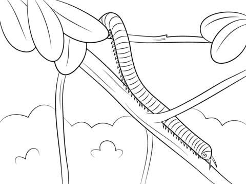 Millipede Domenica Coloring Page